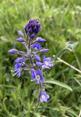 Veroniceae