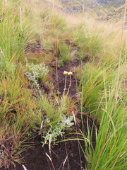 Helichrysum aureum serotinum
