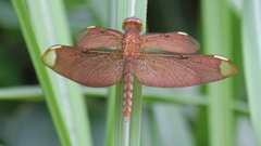 Neurothemis fulvia
