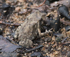 Duttaphrynus melanostictus