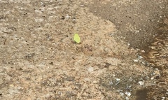 Gandaca harina distanti