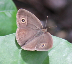 Mycalesis