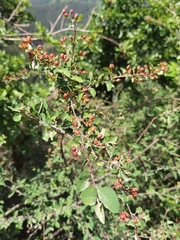 Cotoneaster zabelii