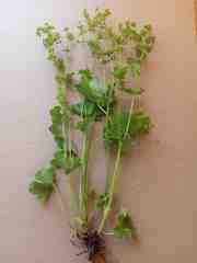 Alchemilla cheirochlora