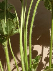 Alchemilla cheirochlora