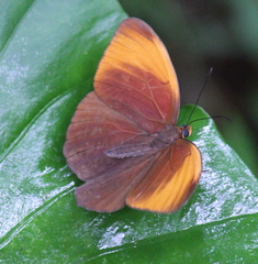 Faunis eumeus