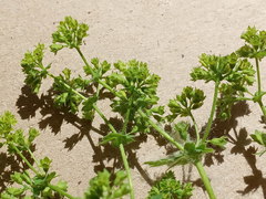 Alchemilla cheirochlora