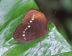 Faunis eumeus