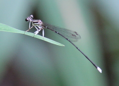 Pseudocopera ciliata