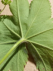 Alchemilla cheirochlora