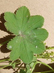 Alchemilla cheirochlora