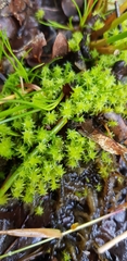 Diobelonella palustris