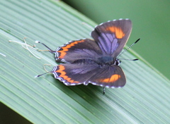 Heliophorus epicles