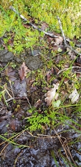 Diobelonella palustris