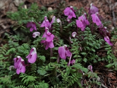 Pedicularis muscicola