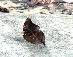 Doleschallia bisaltide pratipa