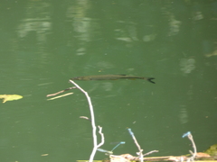 Squalius cephalus