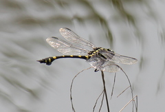 Ictinogomphus pertinax