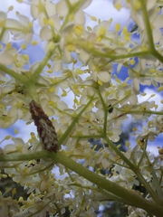 Meligramma triangulifera