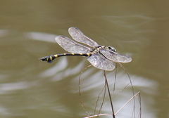 Ictinogomphus pertinax
