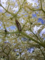 Meligramma triangulifera