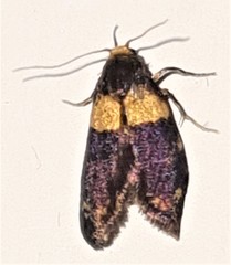 Cyclotorna