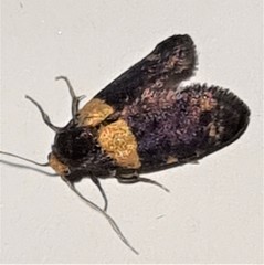 Cyclotorna