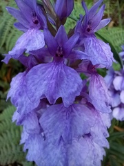 Dactylorhiza foliosa