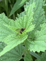 Chrysopilus cristatus