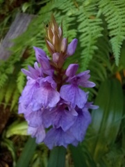 Dactylorhiza foliosa
