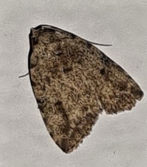 Tolpia conscitulana