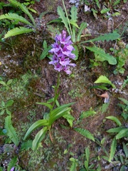Dactylorhiza foliosa