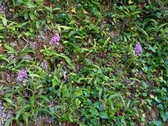 Dactylorhiza foliosa
