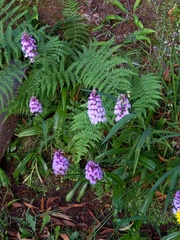 Dactylorhiza foliosa
