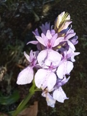 Dactylorhiza foliosa