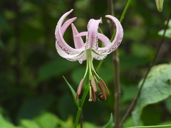 Lilium lankongense