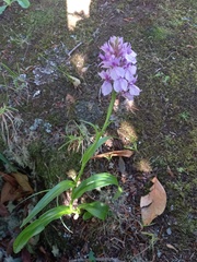 Dactylorhiza foliosa