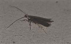 Lecithocera terrigena
