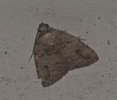 Tolpia conscitulana