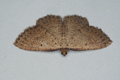 Chrysolarentia microcyma