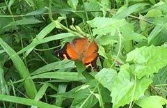 Doleschallia bisaltide pratipa