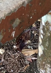 Doleschallia bisaltide pratipa