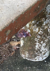 Doleschallia bisaltide pratipa