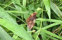 Doleschallia bisaltide pratipa