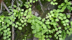 Adiantum capillus-junonis
