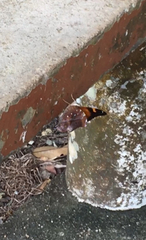 Doleschallia bisaltide pratipa