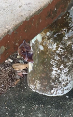 Doleschallia bisaltide pratipa