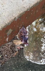 Doleschallia bisaltide pratipa