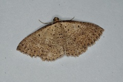 Chrysolarentia microcyma