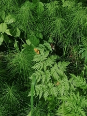 Carterocephalus silvicola